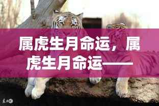 星辰指引下的属虎生月命运，揭示虎年人生的轨迹与命运密码