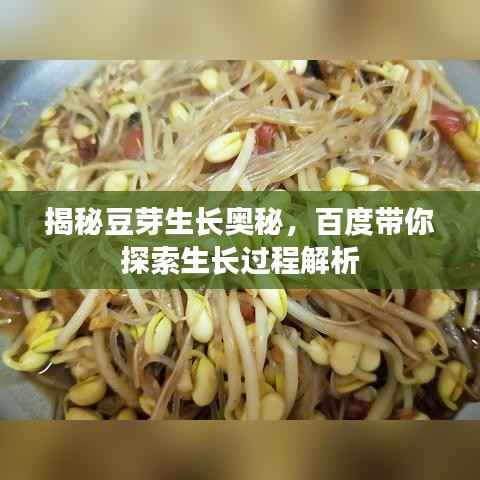 揭秘豆芽生长奥秘，百度带你探索生长过程解析