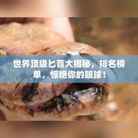 世界顶级匕首大揭秘，排名榜单，惊艳你的眼球！